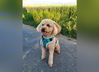 Reinrassige Apricot Zwergpudel Deckrüde Ahnentafel Gentest Patella Katarakte frei Zuchttauglich