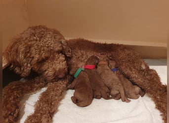 Reinrassige Apricot Zwergpudel Deckrüde Ahnentafel Gentest Patella Katarakte frei Zuchttauglich