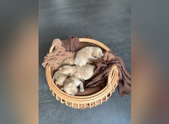 Apricot Fawn Zwergpudel Deckrüde Erfahren Ahnentafel Gentest Patella Katarakte frei, Zuchttauglich