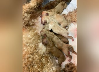 Apricot Fawn Zwergpudel Deckrüde Erfahren Ahnentafel Gentest Patella Katarakte frei, Zuchttauglich