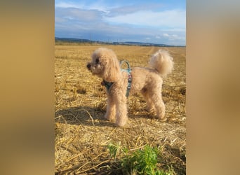 Apricot Fawn Zwergpudel Deckrüde Erfahren Ahnentafel Gentest Patella Katarakte frei, Zuchttauglich