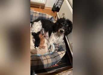 Apricot Fawn Zwergpudel Deckrüde Erfahren Ahnentafel Gentest Patella Katarakte frei, Zuchttauglich