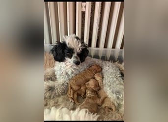 Apricot Fawn Zwergpudel Deckrüde Erfahren Ahnentafel Gentest Patella Katarakte frei, Zuchttauglich