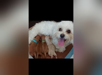 Apricot Fawn Zwergpudel Deckrüde Erfahren Ahnentafel Gentest Patella Katarakte frei, Zuchttauglich