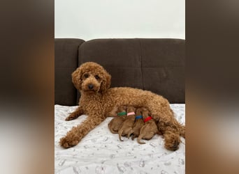 Reinrassige Apricot Zwergpudel Deckrüde Ahnentafel Gentest Patella Katarakte frei Zuchttauglich