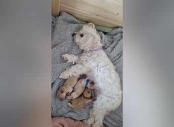 Apricot Fawn Zwergpudel Deckrüde Erfahren Ahnentafel Gentest Patella Katarakte frei, Zuchttauglich