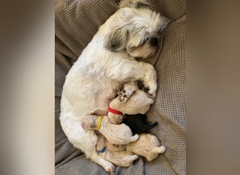 Apricot Fawn Zwergpudel Deckrüde Erfahren Ahnentafel Gentest Patella Katarakte frei, Zuchttauglich