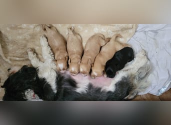 Reinrassige Apricot Zwergpudel Deckrüde Ahnentafel Gentest Patella Katarakte frei Zuchttauglich