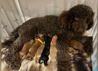 Apricot Fawn Zwergpudel Deckrüde Erfahren Ahnentafel Gentest Patella Katarakte frei, Zuchttauglich