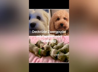 Reinrassige Apricot Zwergpudel Deckrüde Ahnentafel Gentest Patella Katarakte frei Zuchttauglich