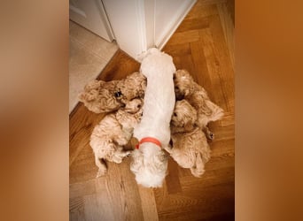 Reinrassige Apricot Zwergpudel Deckrüde Ahnentafel Gentest Patella Katarakte frei Zuchttauglich