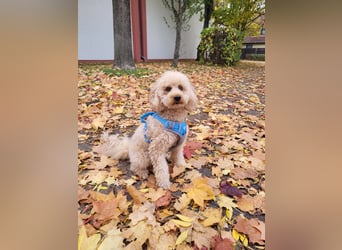 Apricot Fawn Zwergpudel Deckrüde Erfahren Ahnentafel Gentest Patella Katarakte frei, Zuchttauglich