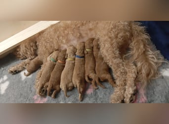 Reinrassige Apricot Zwergpudel Deckrüde Ahnentafel Gentest Patella Katarakte frei Zuchttauglich