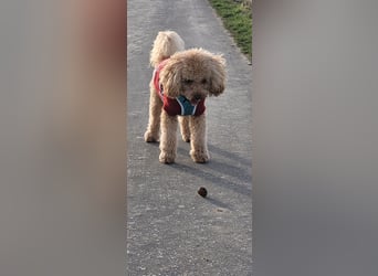 Reinrassige Apricot Zwergpudel Deckrüde Ahnentafel Gentest Patella Katarakte frei Zuchttauglich