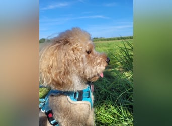 Apricot Fawn Zwergpudel Deckrüde Erfahren Ahnentafel Gentest Patella Katarakte frei, Zuchttauglich