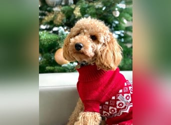 Apricot Fawn Zwergpudel Deckrüde Erfahren Ahnentafel Gentest Patella Katarakte frei, Zuchttauglich