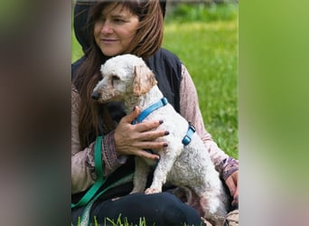 Bunny - ein liebenswerter Pudelmix