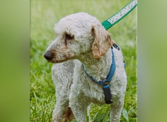 Bunny - ein liebenswerter Pudelmix