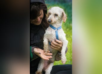 Bunny - ein liebenswerter Pudelmix