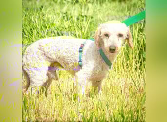 Bunny - ein liebenswerter Pudelmix