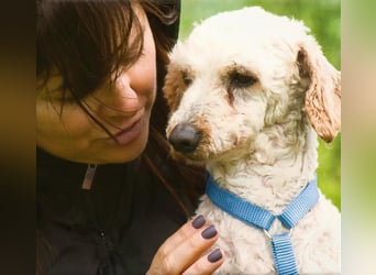 Bunny - ein liebenswerter Pudelmix