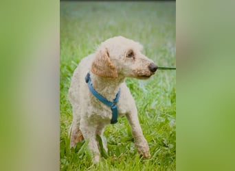 Bunny - ein liebenswerter Pudelmix