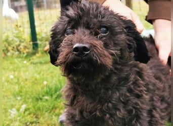 Leon, Pudelmix, geb. 2013, blinder, sehr lieber Hundeopa sucht Zuhause