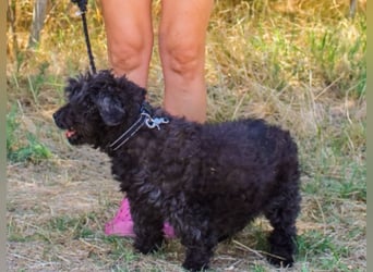 Leon, Pudelmix, geb. 2013, blinder, sehr lieber Hundeopa sucht Zuhause