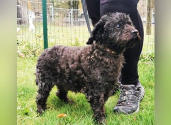 Leon, Pudelmix, geb. 2013, blinder, sehr lieber Hundeopa sucht Zuhause