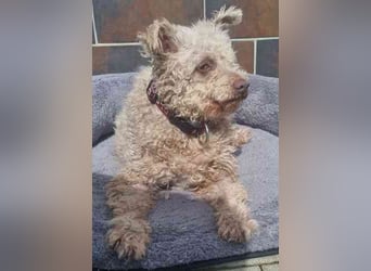 Sina, Pudelmix, geb. 2022, unkompliziert und liebe Hündin