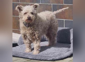 Sina, Pudelmix, geb. 2022, unkompliziert und liebe Hündin