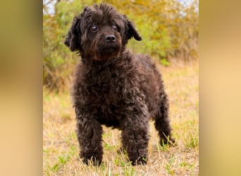 Leon, Pudelmix, geb. 2013, blinder, sehr lieber Hundeopa sucht Zuhause