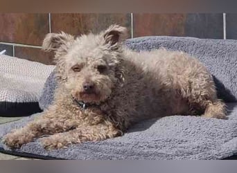 Sina, Pudelmix, geb. 2022, unkompliziert und liebe Hündin