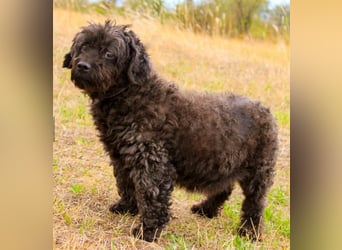 Leon, Pudelmix, geb. 2013, blinder, sehr lieber Hundeopa sucht Zuhause