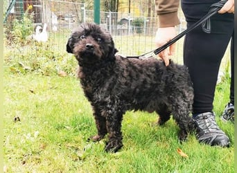 Leon, Pudelmix, geb. 2013, blinder, sehr lieber Hundeopa sucht Zuhause