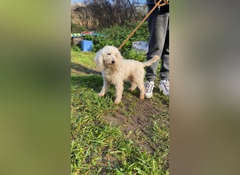 Mischa - zuckersüß, aber nicht aus Zucker