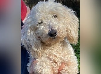 Mischa - zuckersüß, aber nicht aus Zucker