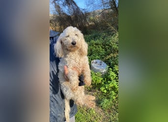 Mischa - zuckersüß, aber nicht aus Zucker