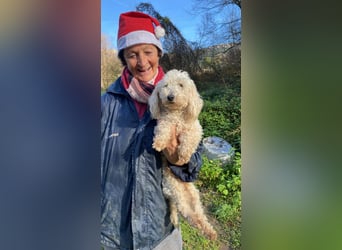 Mischa - zuckersüß, aber nicht aus Zucker