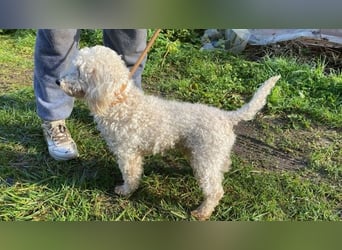 Mischa - zuckersüß, aber nicht aus Zucker