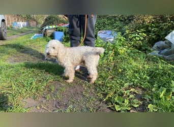 Mischa - zuckersüß, aber nicht aus Zucker