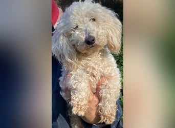 Mischa - zuckersüß, aber nicht aus Zucker