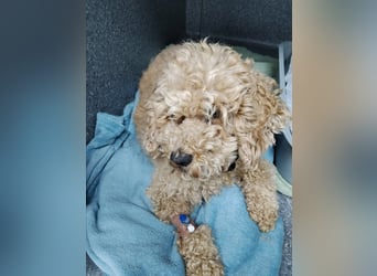 Reka – Hundemami sucht ihr Happy End