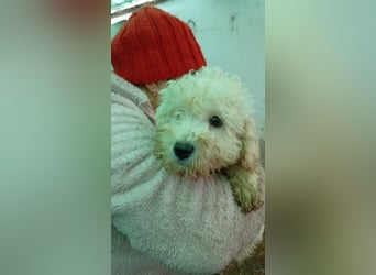 Vincent PP - Welpe möchte ankommen