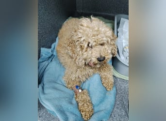 Reka – Hundemami sucht ihr Happy End