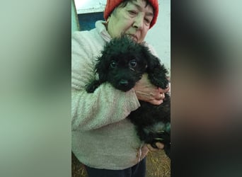 Virag PP - Pudelwelpin möchte ankommen