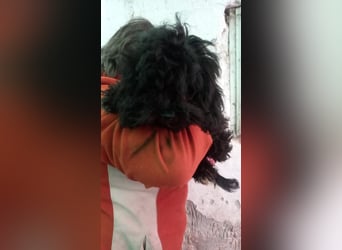 Julis2 PP - Pudelchen auf der Suche nach einem lieben Zuhause