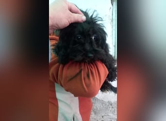 Julis2 PP - Pudelchen auf der Suche nach einem lieben Zuhause