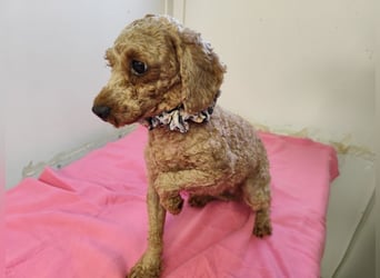 SHANTI - welche liebe Familie schenkt mir ein artgerechtes und behütetes Leben?