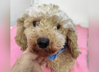 ETTA - wer schenkt der süßen Maus sein Herz und ein Zuhause?